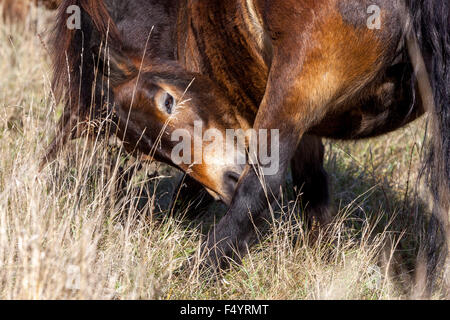 Wild horse, who arrived at Milovice from the English Exmoor UK, Czech Republic autumn meadow Stock Photo