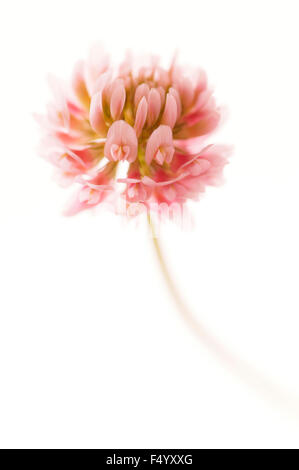Trifolium Hybridum (Alsike clover). Pink flower out of white background Stock Photo
