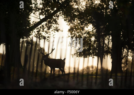 Richmond Park, London, UK. 25th October 2015. Red deer at sunrise in Richmond Park on a frosty morning. The deer are just coming to the end of their annual rut, in which they fight for mating rights with the females. Photo: Andrew Walmsley/Alamy Live News Stock Photo