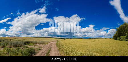 Yellow grain ready for harvest growing in a farm field Stock Photo