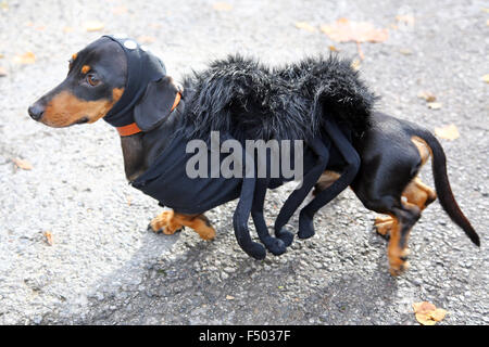 London, UK. 25th October 2015. Bruno the Dachshund is Spiderdog at the All Dogs Matter Halloween Dog Show, Hampstead Heath, London, the annual charity dog walk by the charity which finds homes for dogs. Credit:  Paul Brown/Alamy Live News Stock Photo