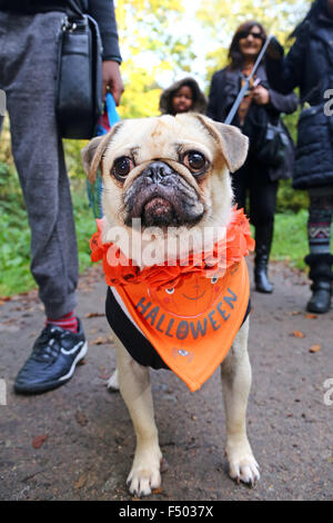 London, UK. 25th October 2015. All Dogs Matter Halloween Dog Show, Hampstead Heath, London, the annual charity dog walk by the charity which finds homes for dogs. Credit:  Paul Brown/Alamy Live News Stock Photo