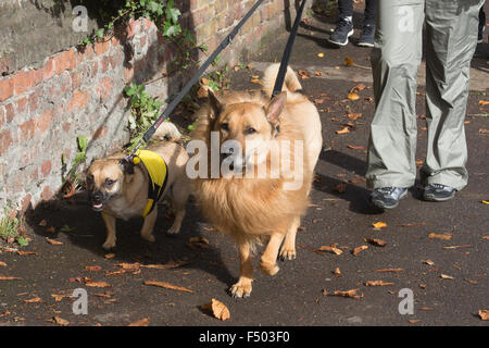 London, UK. 25th October, 2015. Halloween Dog Walk organised by animal charity All Dogs Matter at Spaniards Inn, Hampstead Heath. Credit:  Vibrant Pictures/Alamy Live News Stock Photo