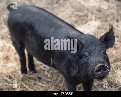 A Jeju black pig in its pen on Jeju-do Island, South Korea Stock Photo