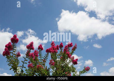 Crepe Myrtle flowers reach towards the sky Stock Photo