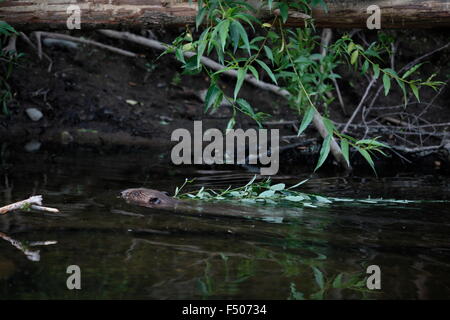 Eurasian Beaver, Castor fiber, taking willow back to lodge Stock Photo