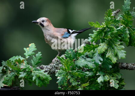 Eurasian Jay, Garrulus glandarius, juvenile Stock Photo