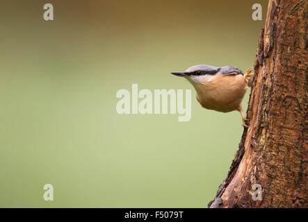 Nuthatch (Sitta europaea) perched on tree trunk Stock Photo