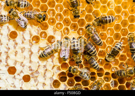 Carniolan honey bees (Apis mellifera carnica), a subspecies of the western honey bee, are filling the hexagonal cells of their H Stock Photo