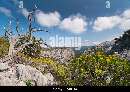 Dorgali, Sardinia, Italy, 5/2015. Wild mountain landscape and old juniper trees in the renowned Supramonte region. Stock Photo
