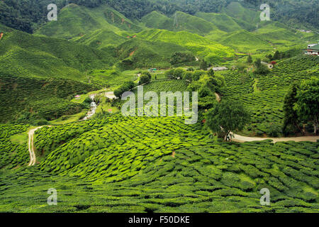 tea plantations landscape Stock Photo