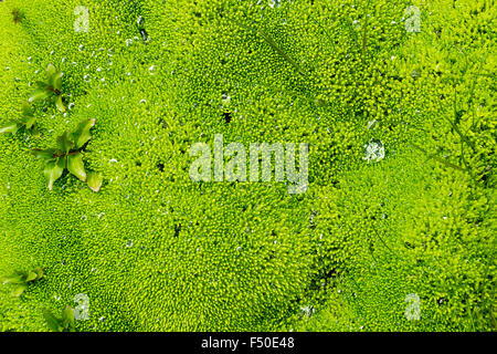Background of some green moss seen in Iceland Stock Photo