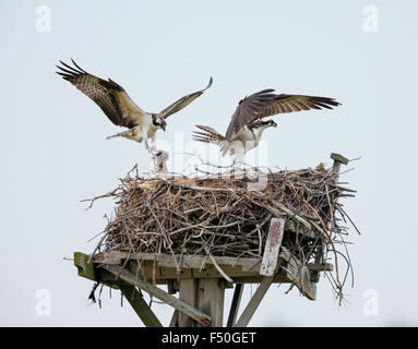 Couple of male and female ospreys with open wings building their twig nest on a nest platform in Jamaica Bay, Queens, New York. Stock Photo