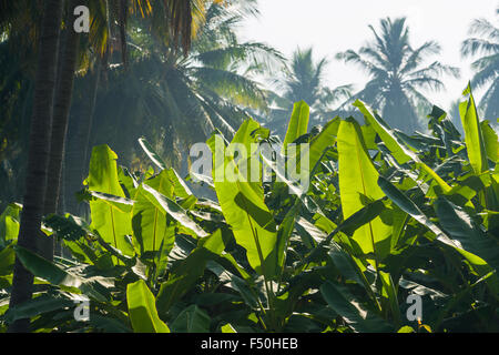 Green leaves of banana plants (Musa acuminata) in a plantation surrounded by coconut trees between the ruins of the former Vijay Stock Photo