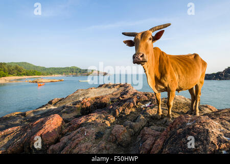 A holy cow is standing on a rock at Om Beach with blue sky, palmtrees, white sand and blue sea, one of the famous beaches next t Stock Photo