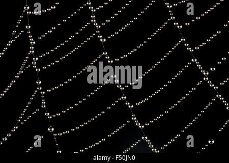 Orb web spider web with glistening droplets of water suspended on it from morning dew Stock Photo