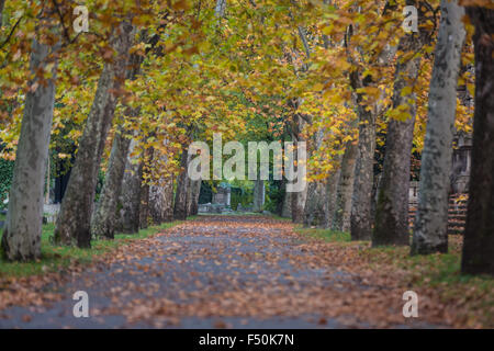 Forest path under beautiful trees during autumn Stock Photo