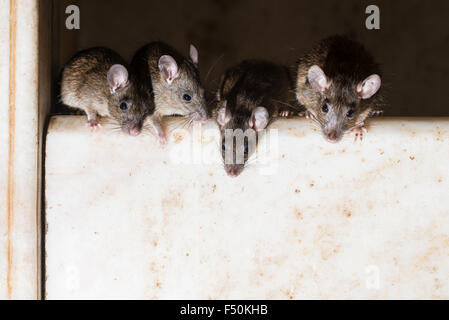 More than 20.000 holy rats are living at Karni Mata Temple, a famous Hindu temple dedicated to Karni Mata. It is also known as t Stock Photo
