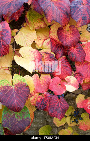 Vitis coignetiae. Crimson glory vine  leaves in Autumn. Stock Photo