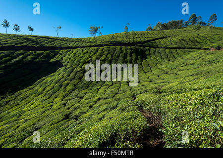 Landscape with green tea bushes and blue sky, situated around 1600 m above sea level in the Western Ghats Stock Photo