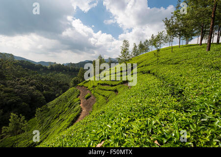 Landscape with green tea bushes and blue sky, situated around 1600 m above sea level in the Western Ghats Stock Photo