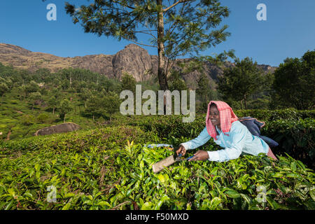 A female tea plucker is plucking tea leafs by scissor, situated around 1600 m above sea level in the Western Ghats Stock Photo