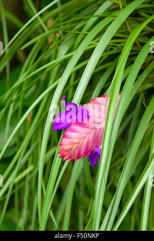 Pink Quill plant peeking out from its cascade of green leaves Stock Photo