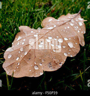 Autumn oak leaf on grass with water droplets on. Stock Photo