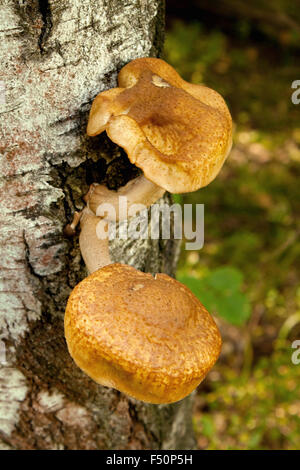 honey mushrooms growing at tree Stock Photo