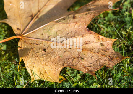 Fallen sycamore leaf on grass with dew drops and condensation, autumn, south-east England Stock Photo