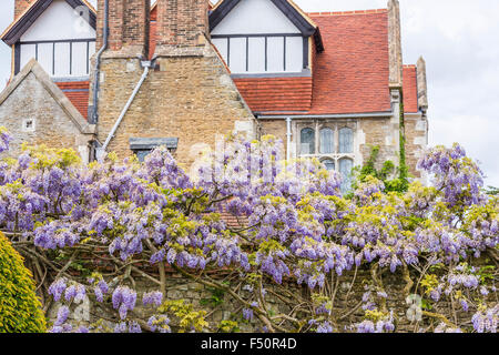 Sightseeing in  southeast England: historic Loseley House near Guildford, with purple wisteria flowering in spring in the walled garden, Surrey, UK Stock Photo