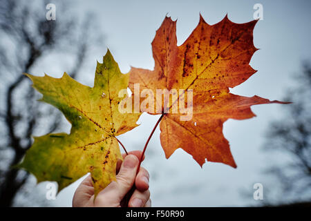 Autumn maple leaves in full colour Stock Photo