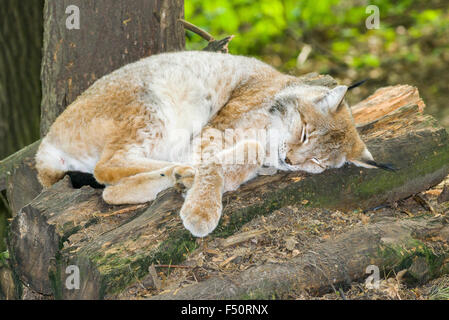 A male European Lynx (Lynx lynx) is sleeping on a pile of trunks Stock Photo