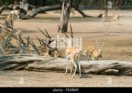 A group of male Black Buck (Antilope cervicarpa) is resting beside a trunk of a tree in the zoo Stock Photo