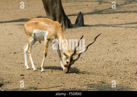 A male Black Buck (Antilope cervicarpa) is grazing for food in the zoo Stock Photo