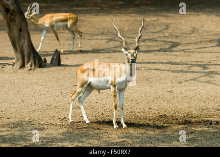 A male Black Buck (Antilope cervicarpa) is standing and watching, a second one is walking behind, in the zoo Stock Photo