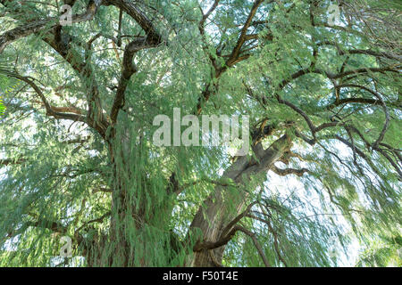 This Tule tree from Santa Maria del Tule, Mexico is one of the oldest and largest in the world. Stock Photo