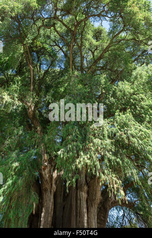 This Tule tree from Santa Maria del Tule, Mexico is one of the oldest and largest in the world. Stock Photo