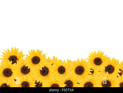 Yellow sunflower floras on white background Stock Photo