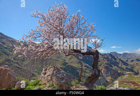 Gran Canaria, Caldera de Tejeda in February, almond trees in full bloom, time of almond-blossom festival Stock Photo