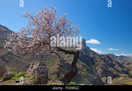 Gran Canaria, Caldera de Tejeda in February, almond trees in full bloom, time of almond-blossom festival Stock Photo