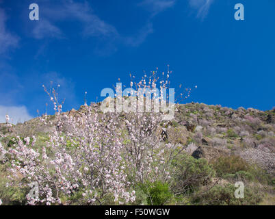 Gran Canaria, Caldera de Tejeda in February, almond trees in full bloom, time of almond-blossom festival Stock Photo