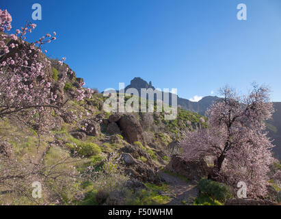 Gran Canaria, Caldera de Tejeda in February, almond trees in full bloom, time of almond-blossom festival Stock Photo