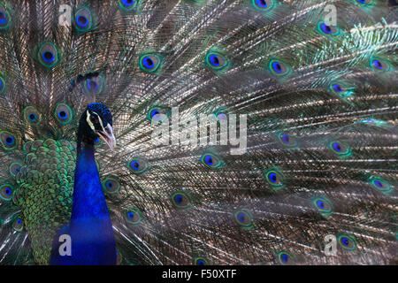 Jakarta, Indonesia. 25th Oct, 2015. A blue peafowl (Pavo cristatus) spreads his feathers to attract female peacocks at the Taman Mini Bird Park,Jakarta.Pavo cristatus is a species of peafowl native to South Asia, but introduced in many other parts of the world.blue peafowl lives mainly on the ground in open forest or on land under cultivation where they forage for berries, grains but also prey on snakes, lizards, and small rodents Credit:  Satunggal Hesang Pamarta/Alamy Live News Stock Photo