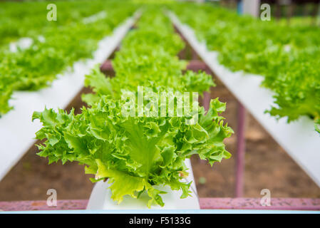 Organic vegetables are grown in the mountains. Stock Photo