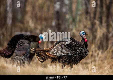 Eastern wild Turkey Stock Photo