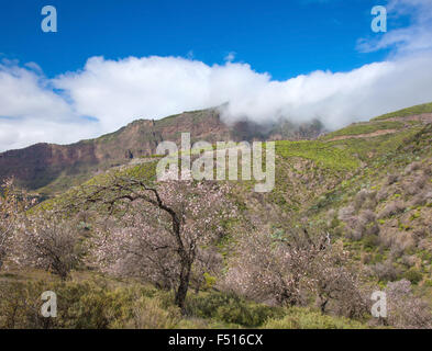 Gran Canaria, Caldera de Tejeda in February, almond trees in full bloom, time of almond-blossom festival Stock Photo