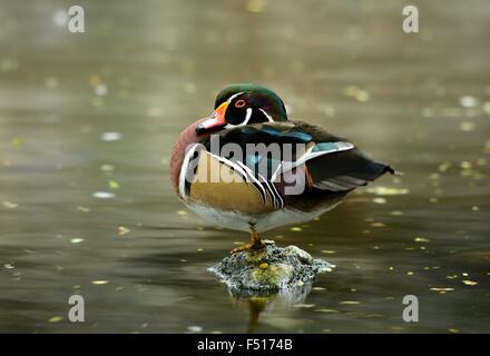 beautiful male Wood Duck (Aix sponsa) resting near the water Stock Photo