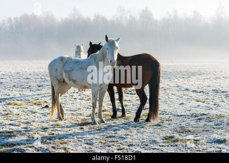 Three horses, two white and one brown, are standing on a hoarfrozen meadow Stock Photo