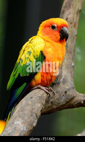 beautiful male Sun Conure (Aratinga solstitialis) as pet Stock Photo